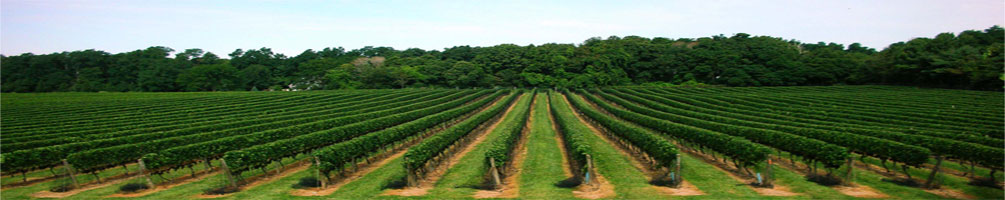 North Fork Vineyards